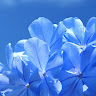 鈴木 彩夏